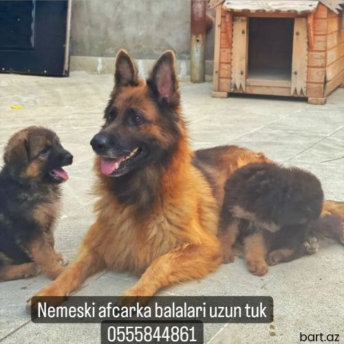 Temiz nemeski afcarka balalari satilir. 