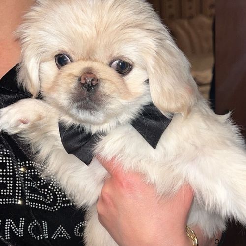 Pekines, 4 ay