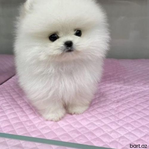 Pomerian Spitz 