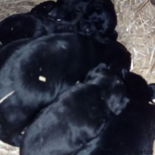 Koker Spaniel küçükləri