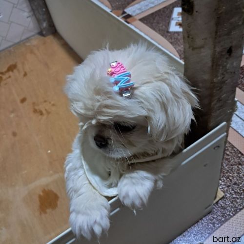 Pekines, 3 ay