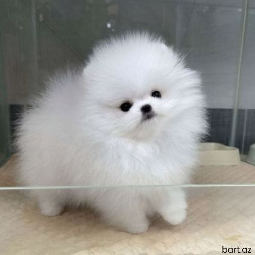 Pomerian Spitz balasi 