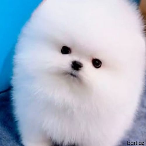 Pomerian Spitz balasi  misqadi 