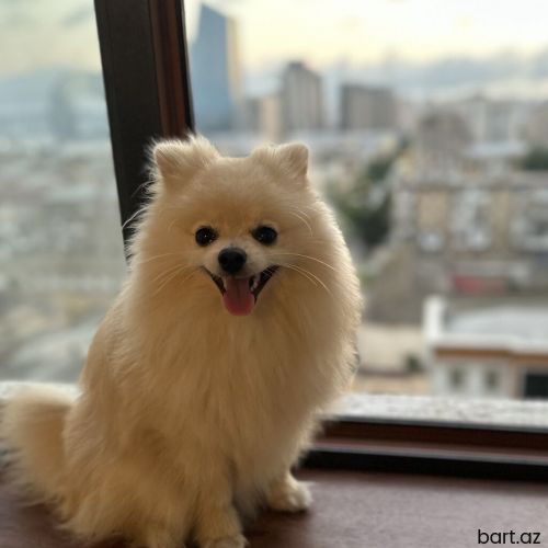 Şpic pomerian erkekdi 9 aylıq