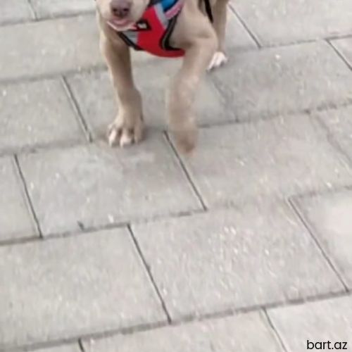 American bully