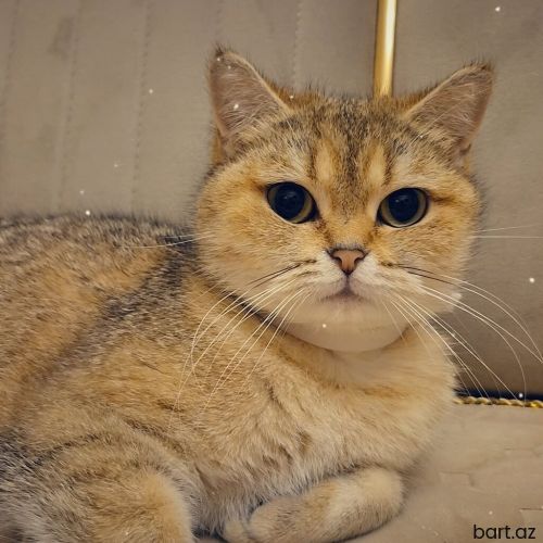 Britan, Dişi, Yaxşı əllərə