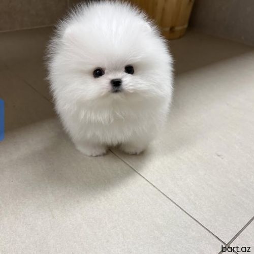 Pomerian spitz 