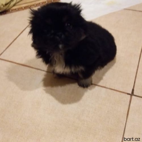 Pekines