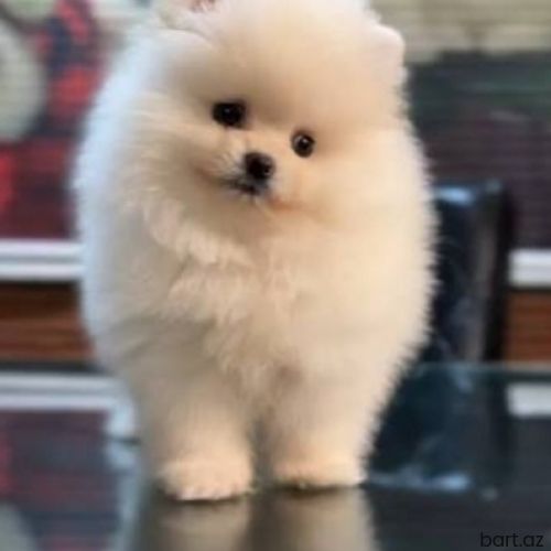 Pomerian Spitz balasi 