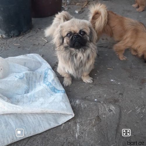 Pekines 