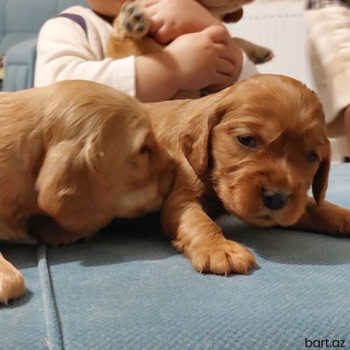 Koker spaniel balalari . 