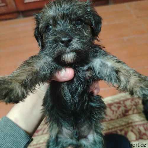 Pudel, 1 ay, Dişi