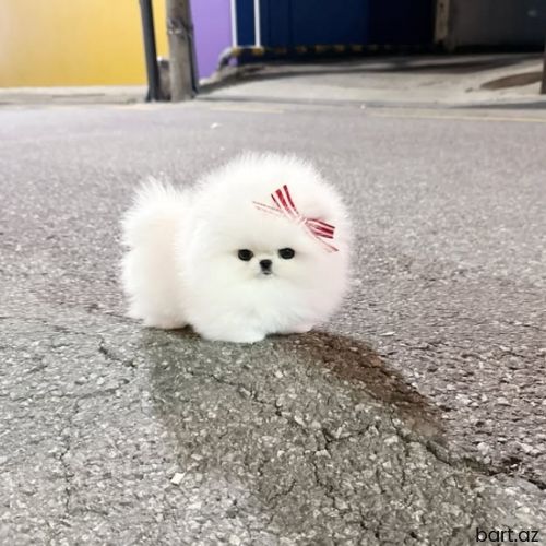 Pomerian spitz 
