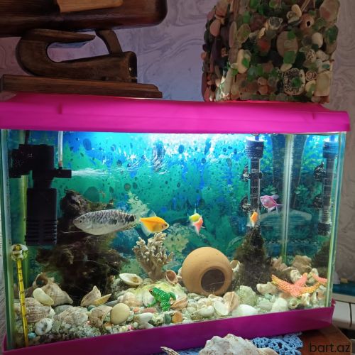 Akvarium balıq