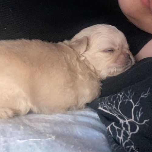 Təmiz pekines balası