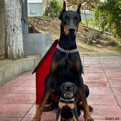 Doberman, 1 ay, Erkek