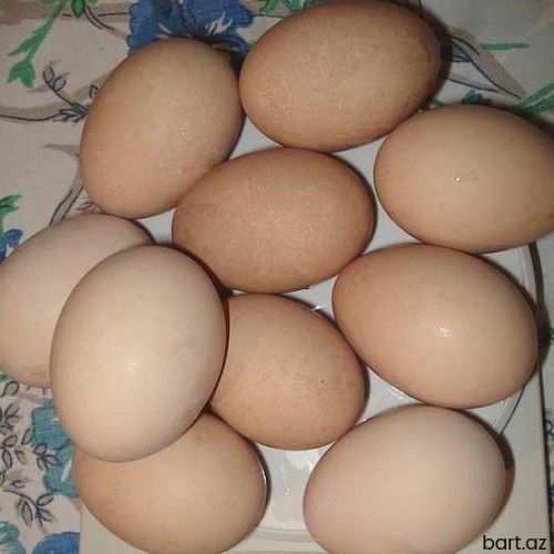 Avstrolop yumurtası