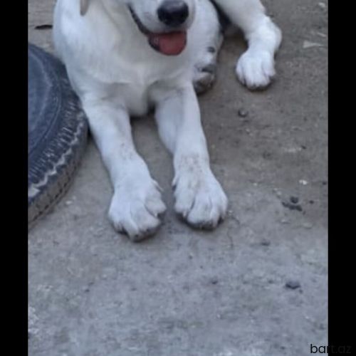 3 ayliq erkek labrador