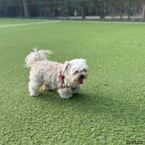 Pekines, 6 ay, Erkek