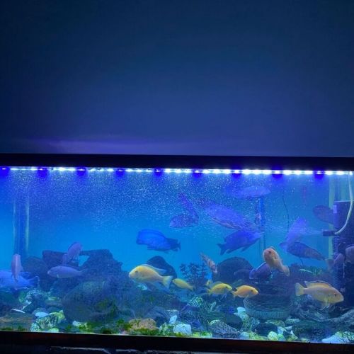 Akvarium 250 litr Baliqin sayi 45 artiq