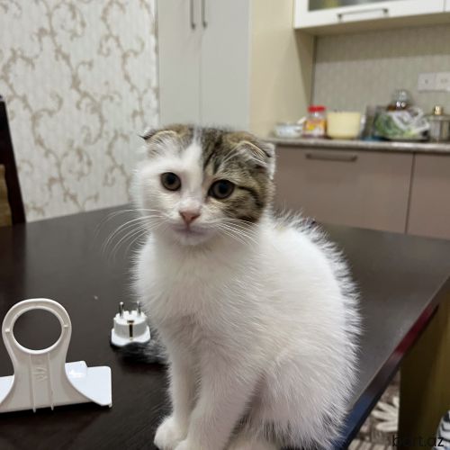 Scottish fold 