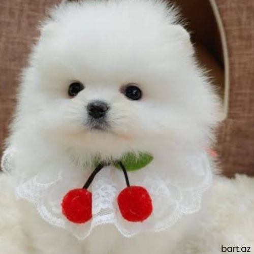 Pomerian Spitz balasi 