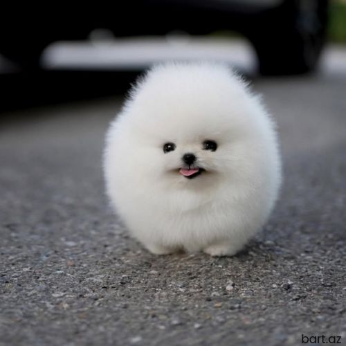 Pomerian spitz 