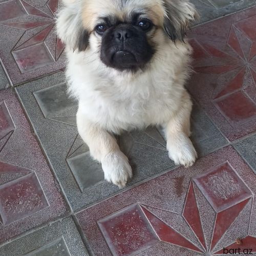 6 ayliq pekines erkey