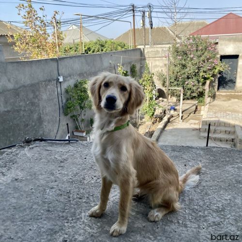 Retriever, 8 ay, Dişi