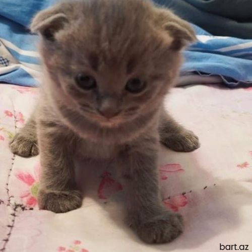 British shorthair və scottish fold 1.5 ayliqdir
