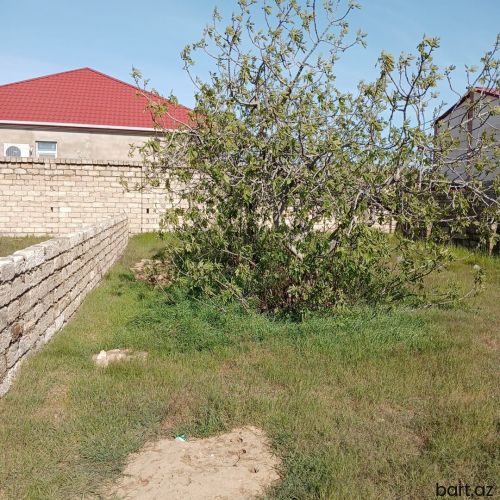 Buzovna Vişnyovka