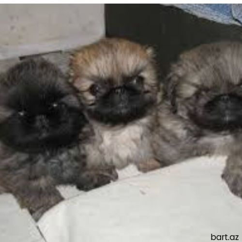 Pekines ay yarımlıq