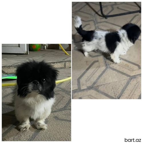 Pekines erkək