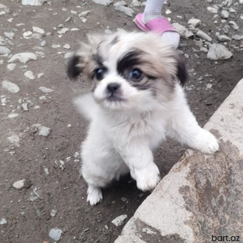 Pekines bala cox wirindir 3 ayliq erkekdir.