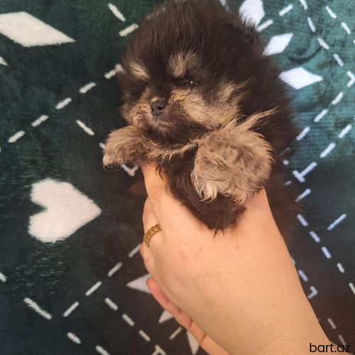 Pomeranian Şpitz