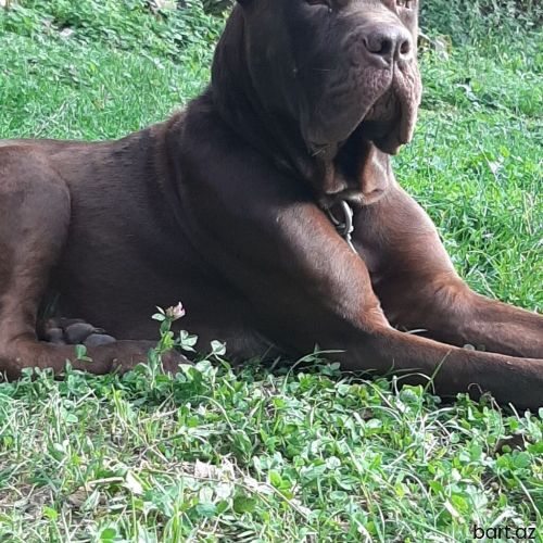 Kane-Korso, 1 ay, Erkek