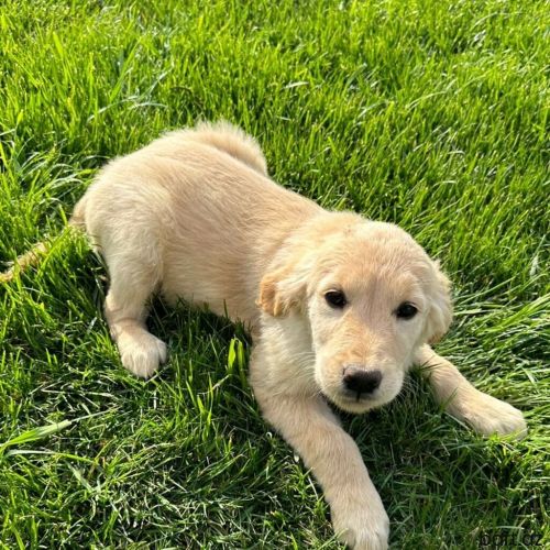 Retriever, 3 ay, Erkek