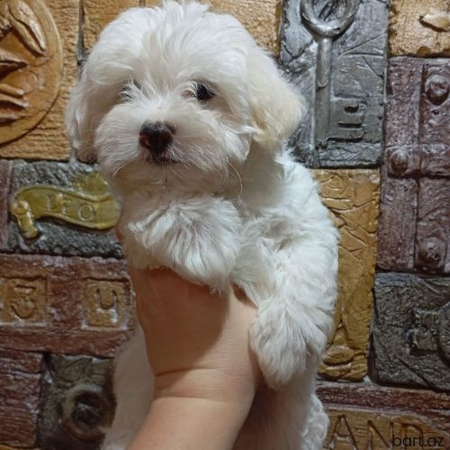 Maltipoo balaları 