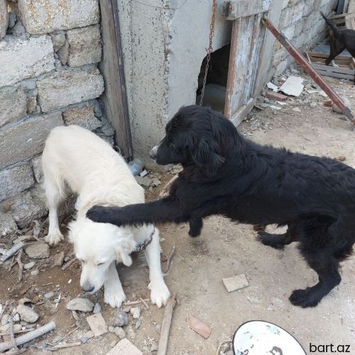Golden retriver satılır 