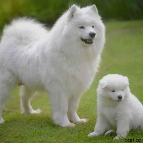 Samoyed cinsi itlərin balaları satılır.
