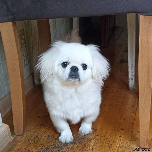 Pekines, 4 ay, Erkek