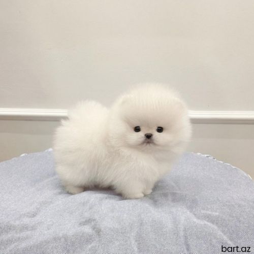 Pomerian Spitz balasi 
