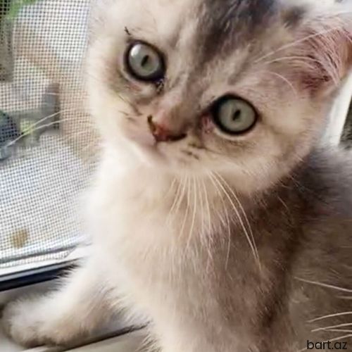 2 aylığ erkək silver şinşila bala