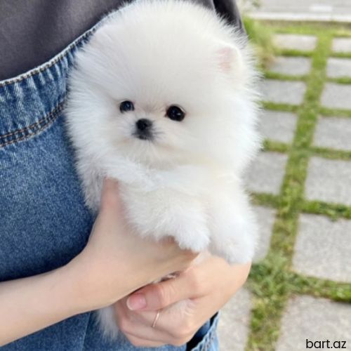 Pomerian Spitz 