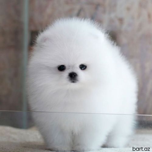 Pekines, 2 ay