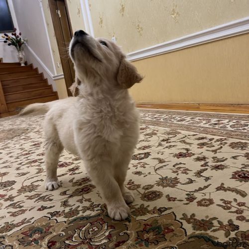 Temiz saf qan golden retriever balasi satilir. 