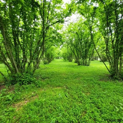 55 sot, Tikinti, Kupça (Çıxarış)