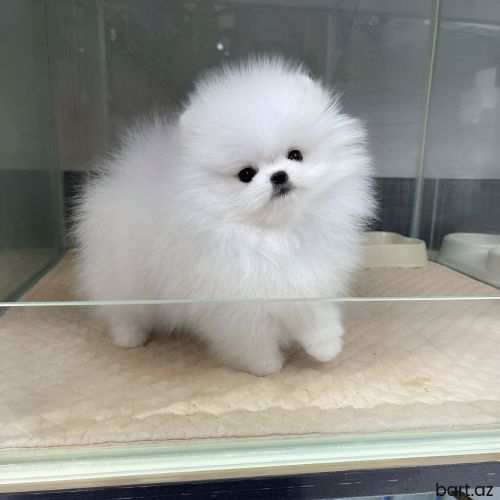 Pomerian şpits