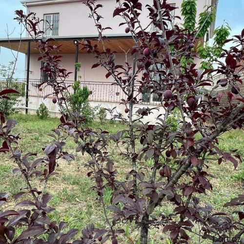 Maştağada 4 otaqlı ev satılır