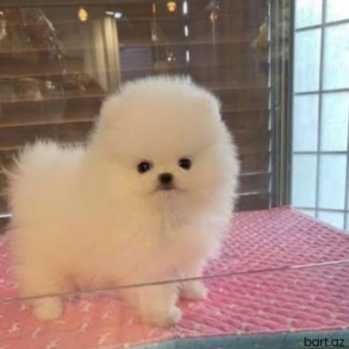 Pomerian spitz 